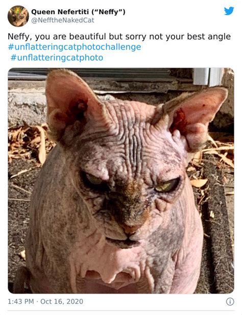 The Funniest Unphotogenic Cat Pics From Unflattering Cat Photo Challenge