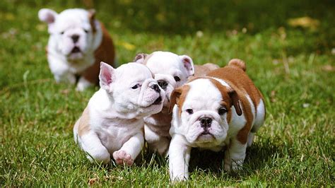 29 Bulldog Puppies Running Together With 1920x1080 1504 Bulldog