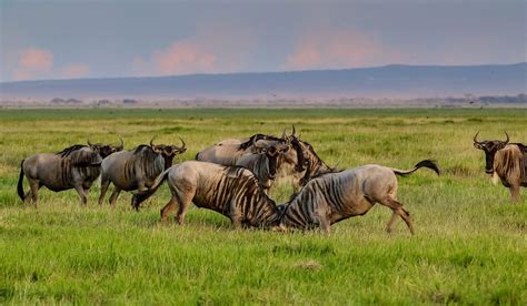 Hd Wallpaper Africa Kenya Amboseli National Park Safari Animal