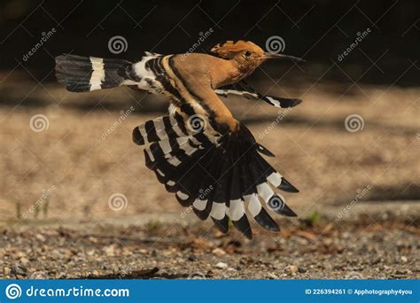 A Hoopoe Bird In Flight Stock Image Image Of Striking 226394261