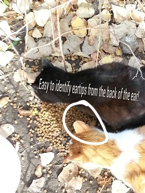 An Eartiped Cat Means That Its A Feral Cat Living In A Colony With
