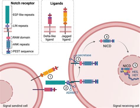 Notch Structure And Signaling Pathway Overview Notch Signaling Starts Download Scientific