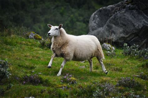 It Seems That Sheeps In Norway Are The Happiest Norway Animals