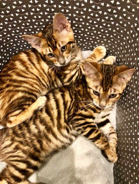 Mum and dad are both here to meet, and are prime examples of the breed. Toygers For Sale - URBAN EXOTIC CATS