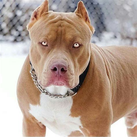 Top 10 Most Dangerous Dog Breeds Hollybolly Zone