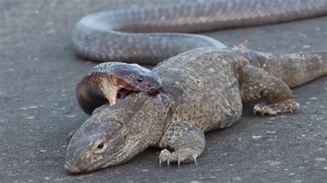 Amazing King Cobra Attack Lizard Dragon Komodo Snake Vs