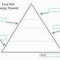 Ecological Pyramids Worksheet Key