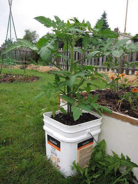 9 Ways To Grow Tomatoes Bonnie Plants