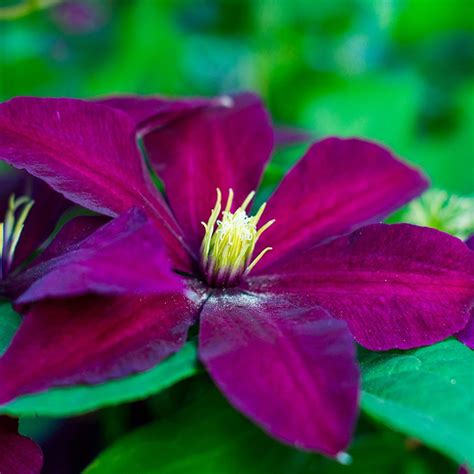 We did not find results for: Buy clematis (group 2) Clematis Niobe: £23.99 Delivery by ...