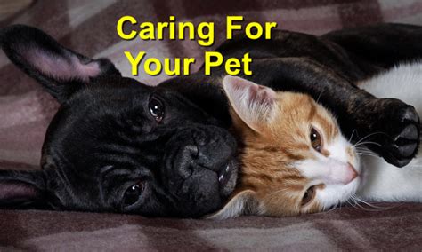 Caring For Your Pet Local Value Veterinary
