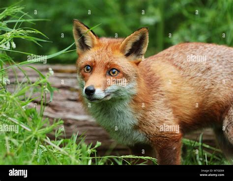 The Red Fox Vulpes Vulpes Is An Iconic Species Of British Wildlife