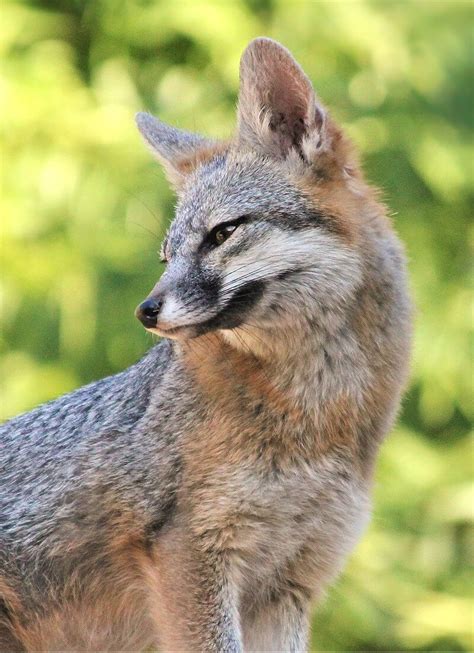 Wildlife Feature Gray Foxes North Carolina Wildlife Federation