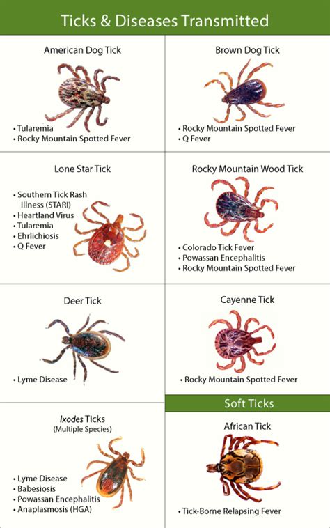 Tick Types Pictures Removal Bite Treatment And Prevention With Images