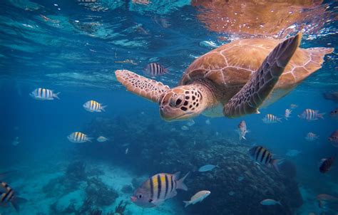 Wallpaper Sea Fish The Ocean Turtle Under Water Images For Desktop