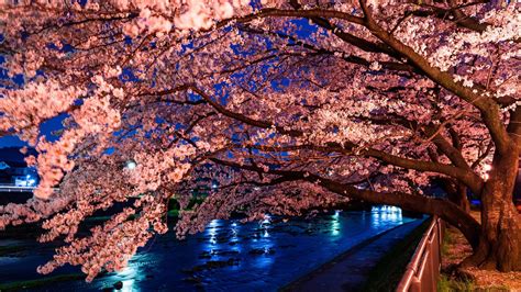Hd Sakura Tree Live Wallpaper Cherry Blossoms Desktop Backgrounds Hd