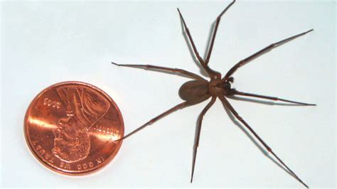 The Brown Recluse Spider Its Reputation Is Worse Than Its Bite