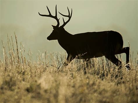 There are 279 lady deer hunter for sale on etsy, and they cost 20,21 $ on average. A Dixie Lady Deer Hunter: Walking To The Sunrise