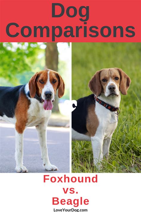 Foxhound Vs Beagle Breed Comparison Differences And Similarities The