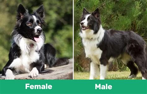 Male Vs Female Border Collies The Differences With Pictures Pet Keen