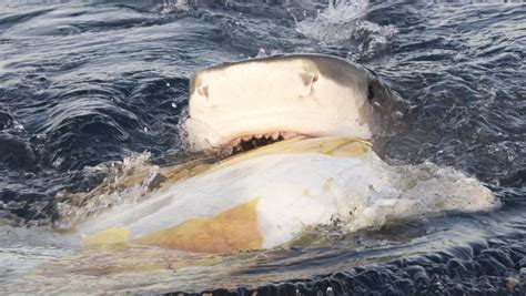 Tiger Sharks Behave Like Vultures When Hunting Sea Turtles Cairns Post
