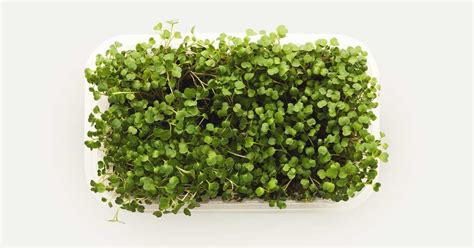Microgreens Health Benefits Nutrition And How To Grow Them
