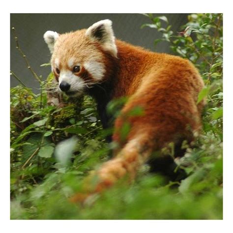 Interesting And Unusual Facts About The Red Panda Learn
