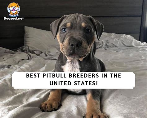 The 15 Best Pitbull Breeders In Usa 2023