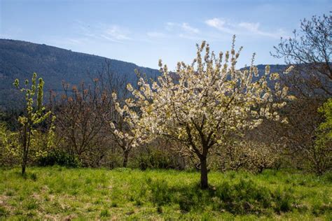 Spring Flowers And Landscapes In Northern Spain Stock Image Image Of