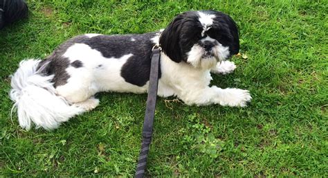 It starts at certain places on a dog, this for this reason, when you have a black and white shih tzu puppy, most likely the patterns that you see will be different once they grow up. Black & White Male Shih Tzu | Durham, County Durham ...