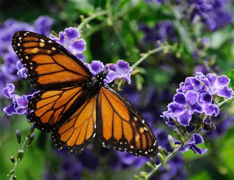 Whats Blooming Butterflies Flock To These Flowers Houston Chronicle