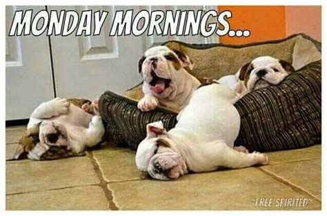Monday Mornings Bulldog Funny Funny Animal Pictures Bulldog