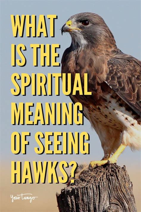 Hawk Symbolism And The Spiritual Meanings Of Seeing A Hawk Hawk