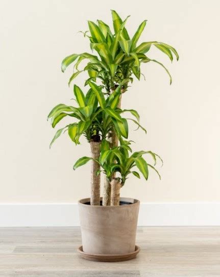 Dracaena Fragrans How To Take Care Of Corn Plant And Grow Them Perfectly