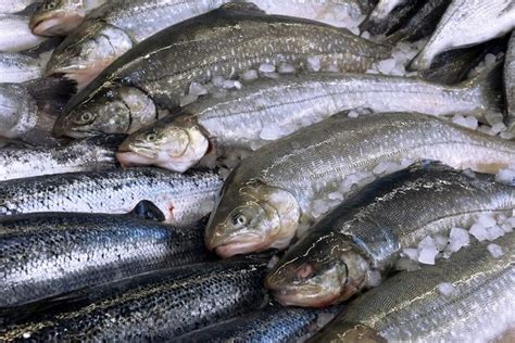Resepi masakan ikan sarden segar. Harga Ikan Sarden Segar 1 Kg - hybrid art