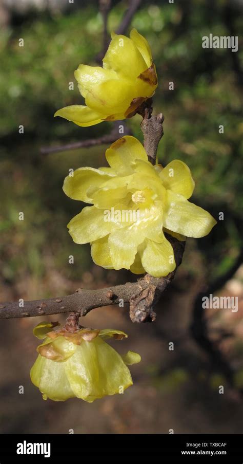 Ae oeae oeae hi-res stock photography and images - Alamy