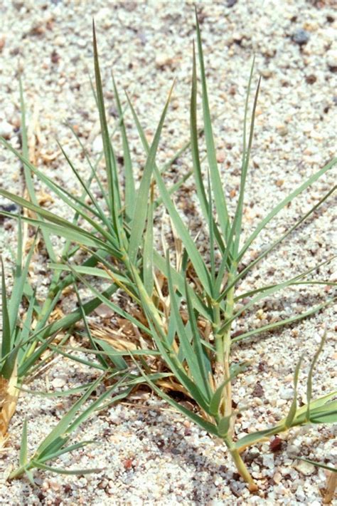 Cynodon Dactylon Bermuda Grass Go Botany