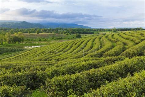 Green Tea Plantation Landscape Stock Photo Image Of Asia Beauty