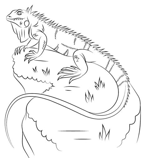 Dibujos De Iguanas Dibujos De Iguanas Para Pintar Dibujos Para Colorear
