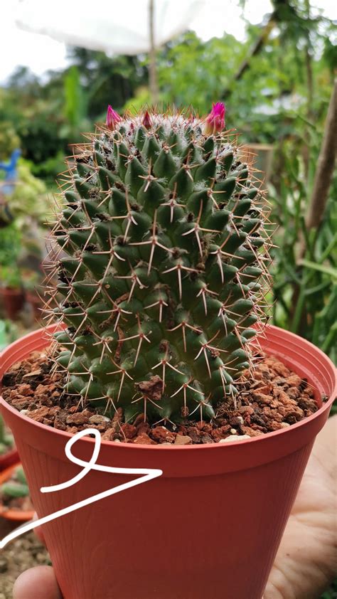 The san pedro cactus is native to the andes of peru and ecuador. Cactus/suculentas y más San Pedro Necta - 34 Photos ...
