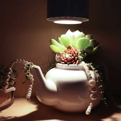 Check spelling or type a new query. Best Grow Lights for Succulents and Why You Need One ...