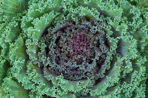 Premium Photo Ornamental Cabbage Flowering Kale Garden Trends