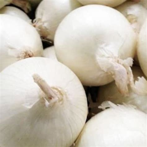 Heirloom Pearl Onion Vegetable Seed Garden Organic Non Gmo Etsy