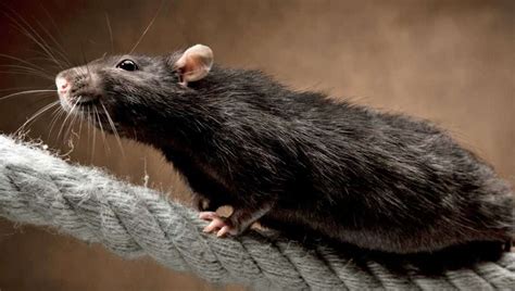 Politicians Left Sinking Ship Long Before Us Insist Rats