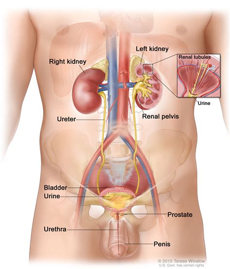 In men anatomy & physiology the male reproductive system female anatomy diagram male fertility. urinary tract (Patient) - Siteman Cancer Center