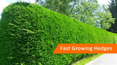 Golden Privet Hedge Spacing This Variety Grows Roughly 8 To 10 Feet