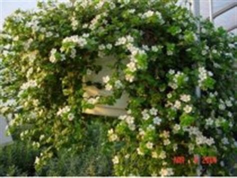 Another plant that does well in the shower is the golden pothos. Bacopa 'Bridal Showers'™ | About-garden.com