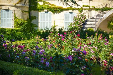 Blossom Of Colorful Roses Plants Growing In Castle Garden In Provence