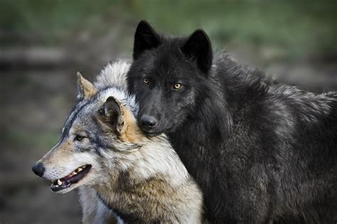 Emergency Wolf On Twitter Wolf Couple I5c5gjshne