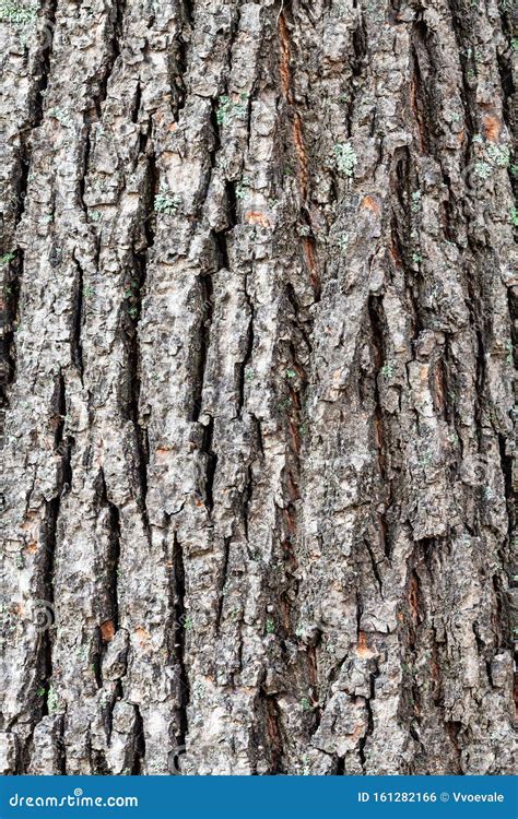 Rough Bark On Old Trunk Of Linden Tree Close Up Stock Photo Image Of
