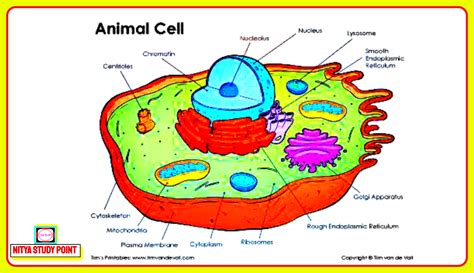 Difference Between Animal Cell And Plant Cell